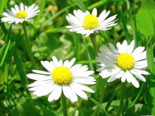 Осветление волос с использованием перекиси, ромашки, лимона, мёда