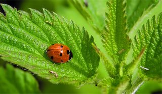 крапива для волос