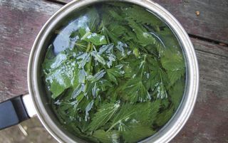 настой крапивы для волос