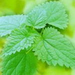 Применение отвара крапивы для волос