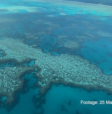 На Большом Барьерном рифе зафиксирована массовая гибель кораллов (ВИДЕО). И это не связано с коронавирусом
