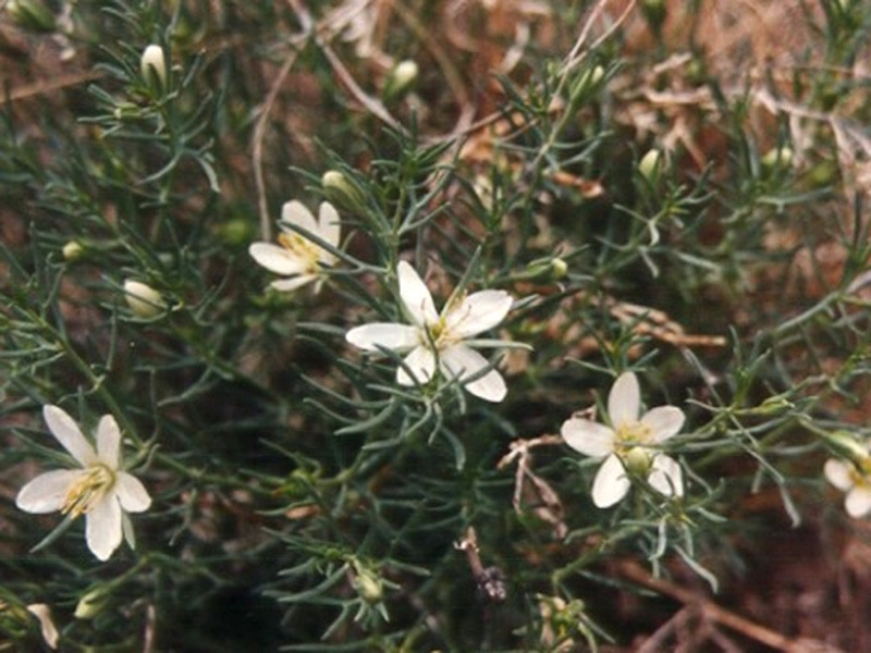 Президент Туркмении нашел рецепт защиты от коронавируса в одной из своих книг: надо окуриваться