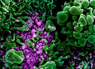 Прогноз МВД ФРГ: при самом позитивном сценарии в Германии заразятся коронавирусом около 1 млн человек