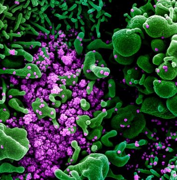 Прогноз МВД ФРГ: при самом позитивном сценарии в Германии заразятся коронавирусом около 1 млн человек