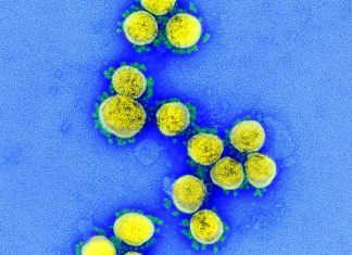 Ученые выяснили температуры наибольшей и наименьшей живучести коронавируса