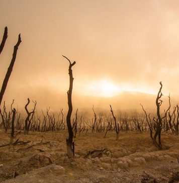 «Десять казней египетских»: вслед за пандемией коронавируса 2020 год обещает миру пожары, потоп, неурожай и нашествие саранчи