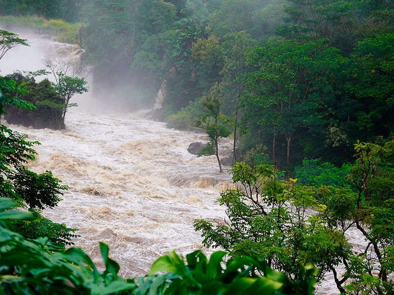 "Десять казней египетских": вслед за пандемией коронавируса 2020 год обещает миру пожары, потоп, неурожай и нашествие саранчи