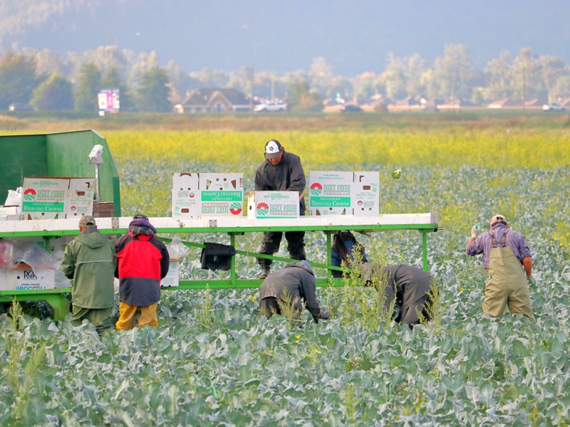 ООН и ВТО предупредили об опасности продовольственного кризиса в мире