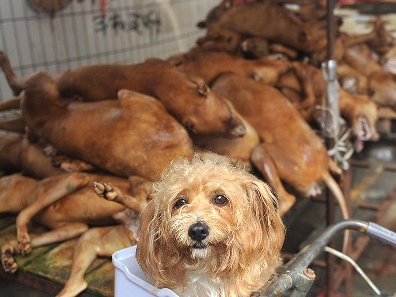 В Китае официально решили полностью запретить употребление в пищу мяса собак