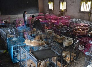 В Китае официально решили полностью запретить употребление в пищу мяса собак