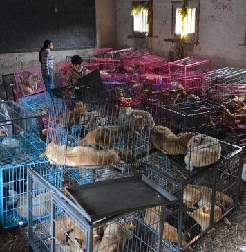 В Китае официально решили полностью запретить употребление в пищу мяса собак