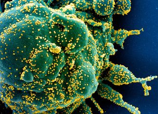 Более 60 государств поддержали предложение властей Австралии о проведении независимого расследования появления COVID-19