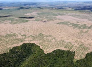 Экологи предрекли человечеству приход новой пандемии из вырубленных джунглей Амазонки
