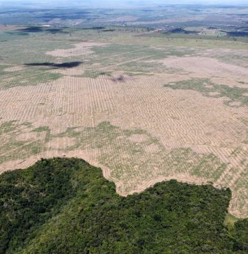 Экологи предрекли человечеству приход новой пандемии из вырубленных джунглей Амазонки