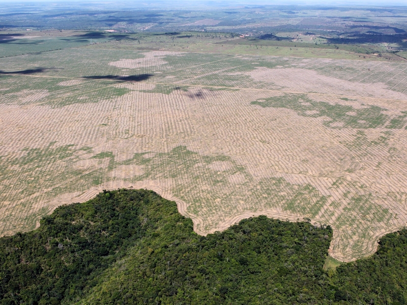 Экологи предрекли человечеству приход новой пандемии из вырубленных джунглей Амазонки
