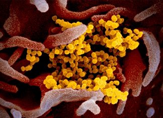 Иск не исключен: в чем конкретно США могут обвинить КНР в связи с появлением COVID-19