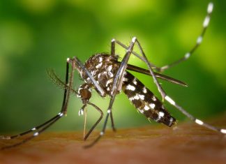 На опустевшей Ибице началось нашествие комаров, переносящих вирусы