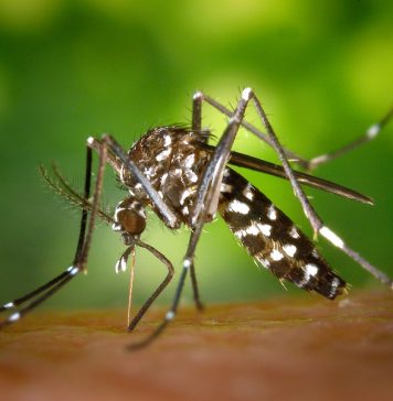 На опустевшей Ибице началось нашествие комаров, переносящих вирусы