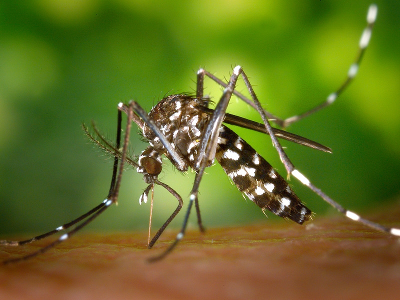 На опустевшей Ибице началось нашествие комаров, переносящих вирусы