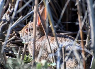 Новая вирусная эпидемия в США уничтожила тысячи кроликов