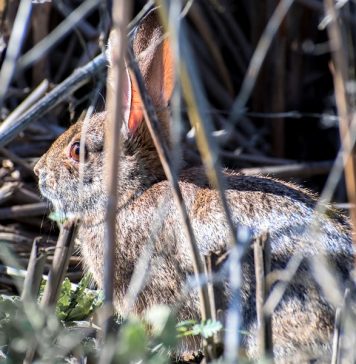 Новая вирусная эпидемия в США уничтожила тысячи кроликов