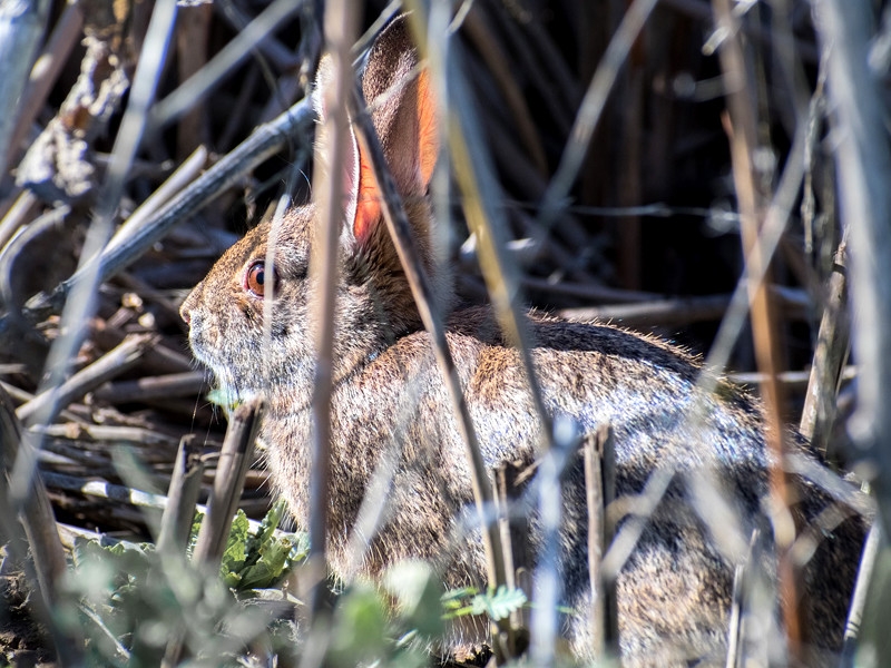 Новая вирусная эпидемия в США уничтожила тысячи кроликов