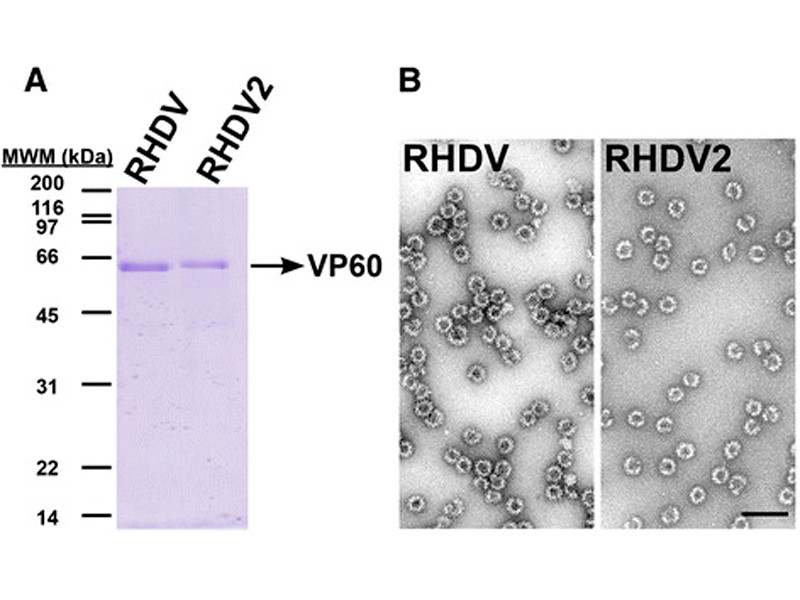 Новая вирусная эпидемия в США уничтожила тысячи кроликов