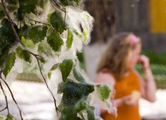 Роспотребнадзор разъяснил различия симптомов сезонной аллергии и коронавируса