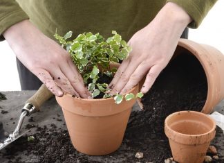 Удобрения и средства для комнатных растений