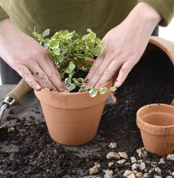 Удобрения и средства для комнатных растений