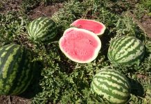 Выращивание арбузов от А до Я