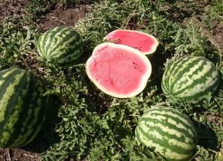 Выращивание арбузов от А до Я