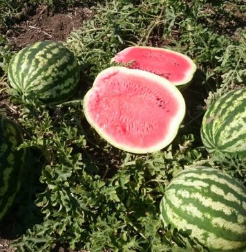 Выращивание арбузов от А до Я