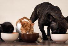 Сухой корм для котов