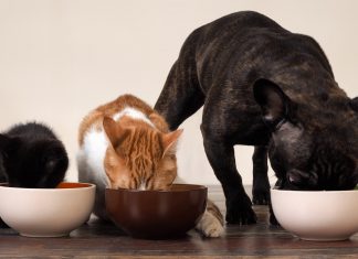 Сухой корм для котов