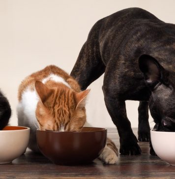 Сухой корм для котов