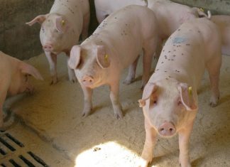 Китайские ученые обнаружили новый потенциально опасный штамм вируса свиного гриппа G4 EA H1N1