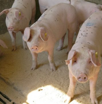 Китайские ученые обнаружили новый потенциально опасный штамм вируса свиного гриппа G4 EA H1N1