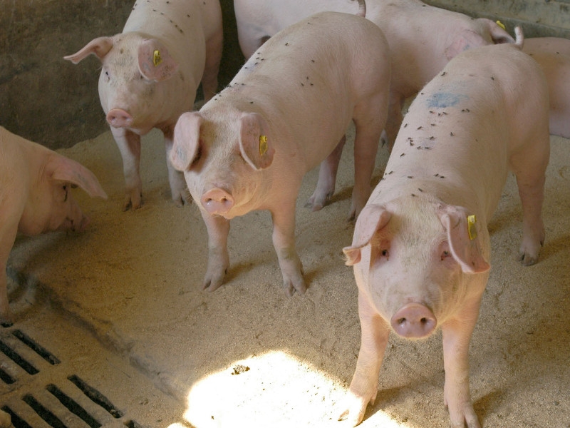 Китайские ученые обнаружили новый потенциально опасный штамм вируса свиного гриппа G4 EA H1N1