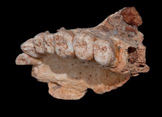 Сделанное в Израиле открытие пересматривает историю человечества в ледниковый период