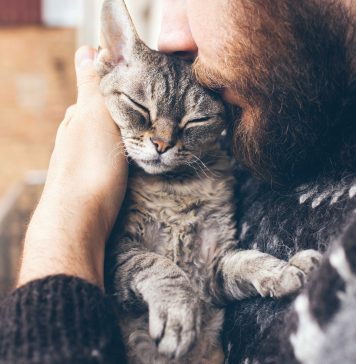 Кастрация и стерилизация животных