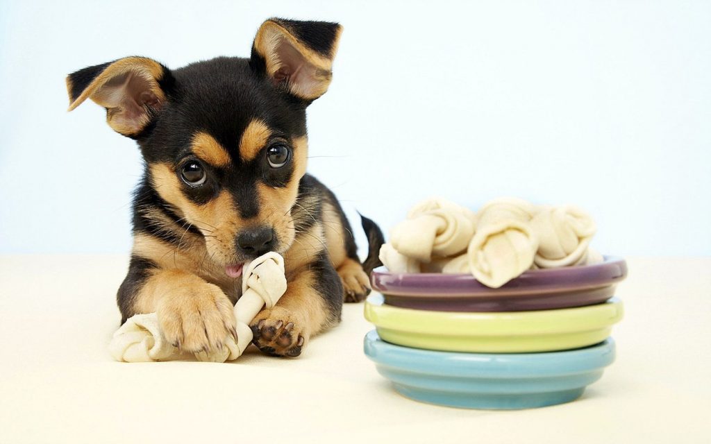 Разновидности лакомств для собак