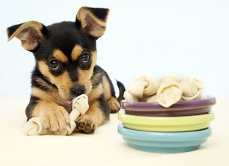 Разновидности лакомств для собак