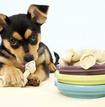 Разновидности лакомств для собак