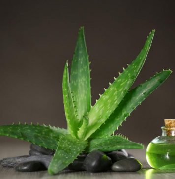 Особенности питьевого геля Алоэ Вера