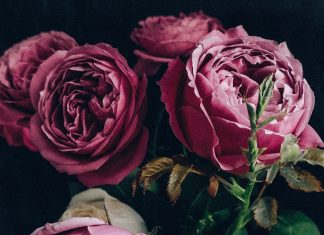 Вам знакомы пионовидные розы?