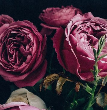 Вам знакомы пионовидные розы?