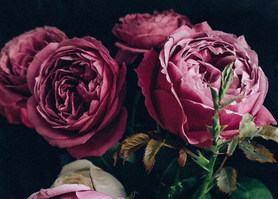 Вам знакомы пионовидные розы?