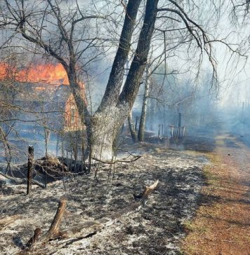 Экологи заявили о вторичном радиоактивном загрязнении из-за лесных пожаров в зоне ЧАЭС