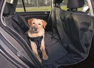 Как комфортно путешествовать на автомобиле вместе с собакой